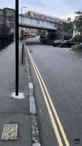 'This Is Crazy': Fox and Rat Battle It Out on London Street