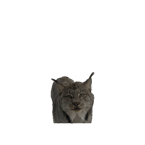 Big Cats Hello Sticker by John Ball Zoo