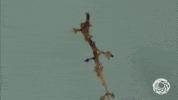 Sea Dragon Cute Animals GIF by Monterey Bay Aquarium