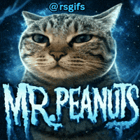 Mr Peanut Cat GIF