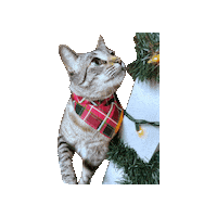 Christmas Decorations Sticker by Geekster Pets