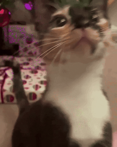 cultofbiscuit cat kiss smooch mwah GIF
