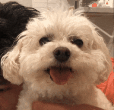 Dog Puppy GIF by All Day Social