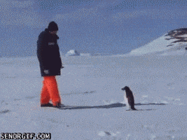 penguin attacking GIF by Cheezburger