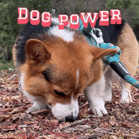 Corgi Milo GIF