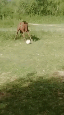 cuteanimalland giphyupload GIF