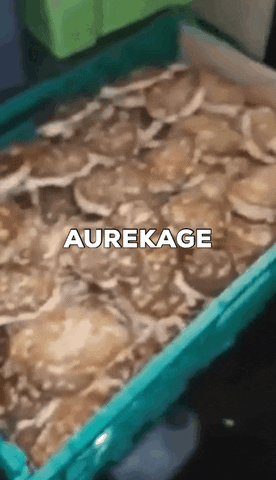 Aurekage GIF by Guddafest