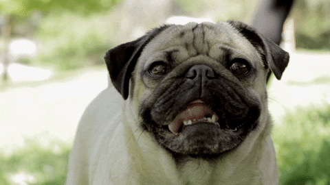 asyaakdogan giphyupload GIF
