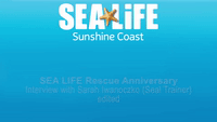 Seals Receive Special Treats to Mark Rescue Anniversaries at Queensland Aquarium