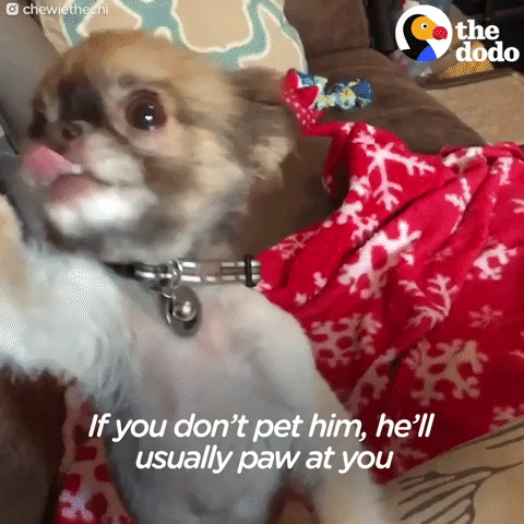 dog chihuahua GIF by The Dodo