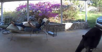 Man and Bear Startle Each Other on Patio