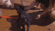 dog GIF by Longwood University