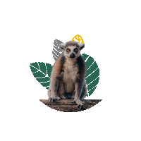 TierparkSababurg zoo lemur tierpark katta Sticker