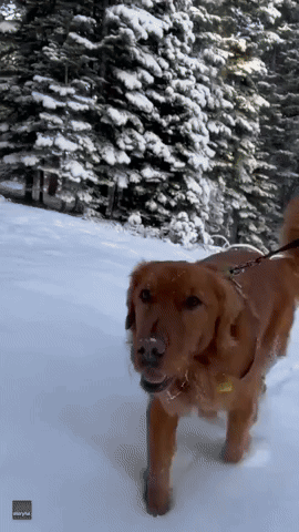 Happy Dog Bounds Through Snow in California Mountain Town