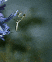 praying mantis eating GIF