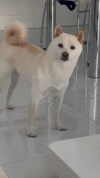 Cats What GIF