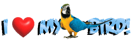 Guinea Pig Love Sticker