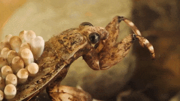 Water Bugs GIF by PBS Digital Studios