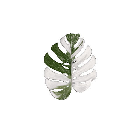 aliciakarima giphyupload plant leaf monstera Sticker