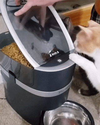 cuteanimalland giphyupload GIF