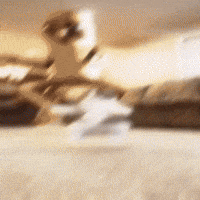 Cat Car GIF