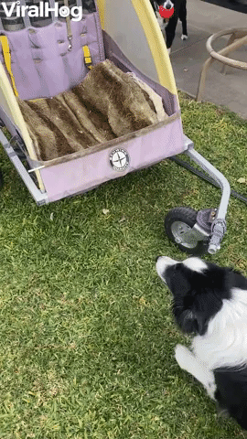 Phoenix the Border Collie Is Unstoppable