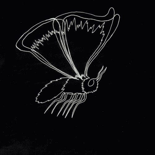 Line Wings GIF by Trevor Anderson