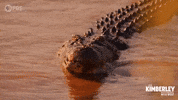 Australia Smile GIF by PBS