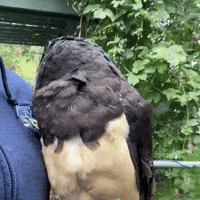 No Way What GIF by Valley Zoo Development Society