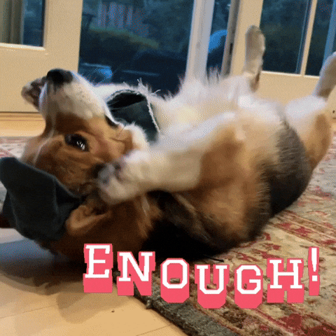 Corgi Milo GIF