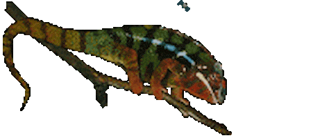 lizard STICKER