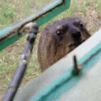 Rock Hyrax Window GIF