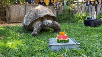 Tortoise Shell-ebrates Turning 54 With Special Cake at Perth Zoo