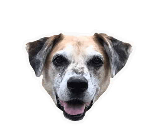 Puck Dog Sticker by Pecksadventurepack