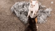 Best Friends Cats GIF by Best Friends Animal Society