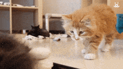 Best Friends Cats GIF by Best Friends Animal Society