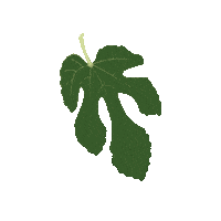 Fig Leaf Sticker