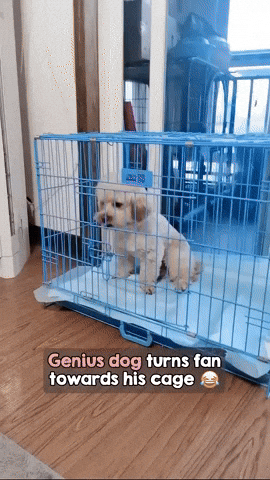 cuteanimalland giphyupload GIF