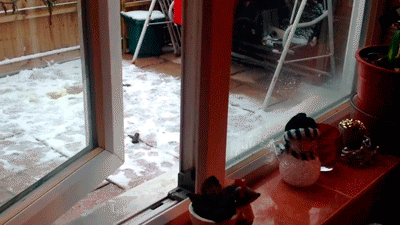 funny cat fail GIF