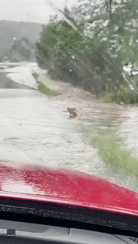 Pennsylvania Man Rescues Fawn From Floodwaters