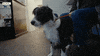 Bbc Two Pets GIF by BBC
