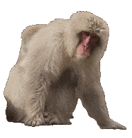 brookzhookz monkey Macaque brookzhookz surprised monkey Sticker