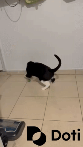 Happy Cat GIF by Doti.AI