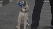Ice Hockey Dog GIF by NHL