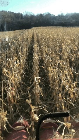 hailstormallen giphyupload GIF