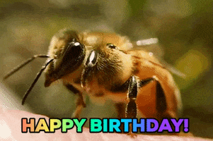 Happy Birthday Bee GIF