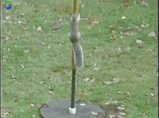 squirrel GIF