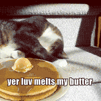 cat love GIF by Justin Gammon