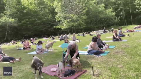 Yoga Farm GIF by Storyful