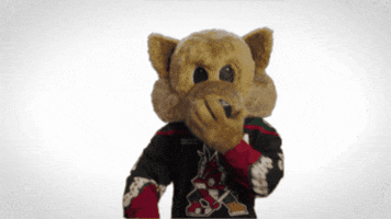Arizona Coyotes Sport GIF by NHL
